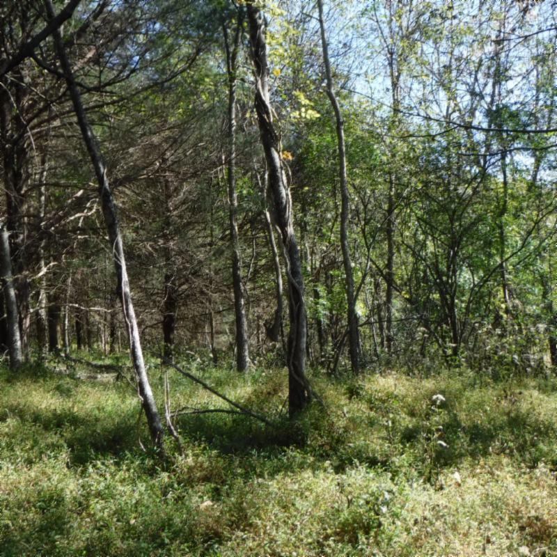 Huff Hollow Rd Road Granville, TN 38564 - Photo 21 of 36 DSCF0874