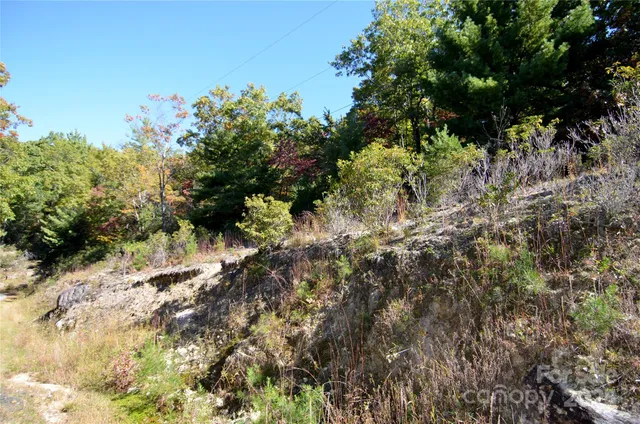 a view of a tree in a yard