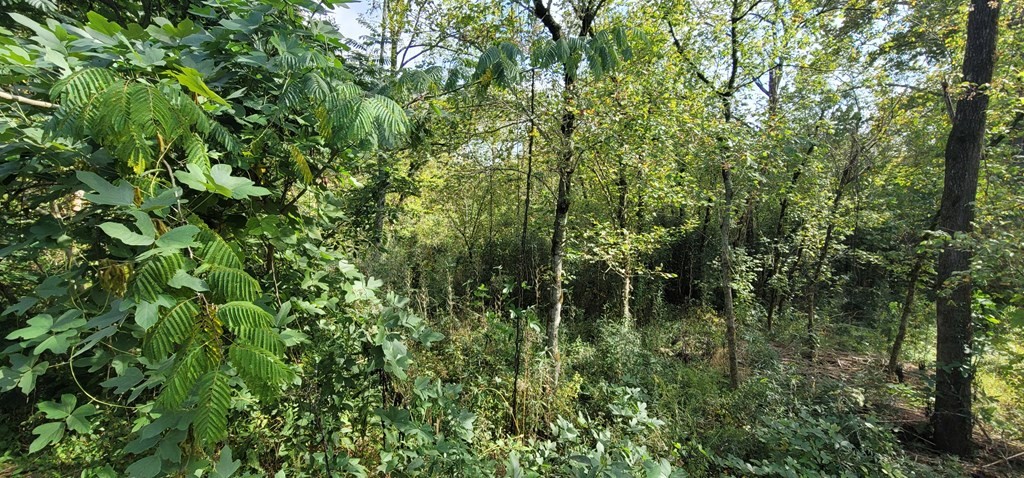 3 Jones Cove Road Sevierville, TN 37876 - Photo 8 of 18 a view of a lush green forest