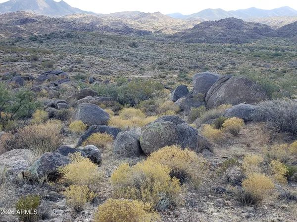 a view of a tree in a field