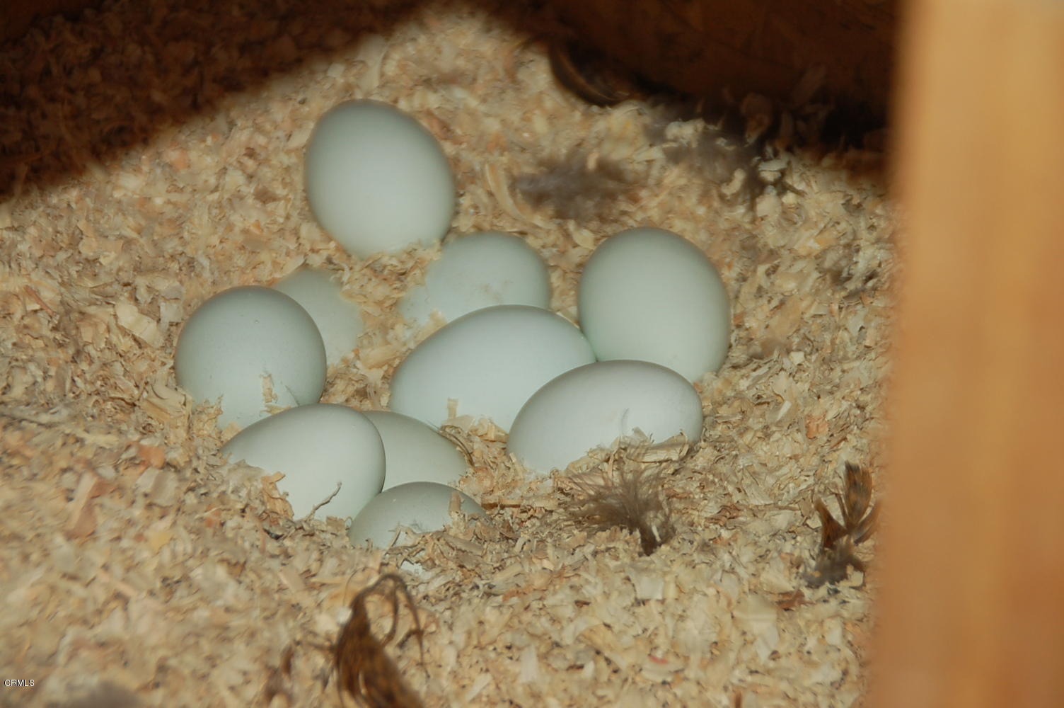 1644 Morada Place Altadena, CA 91001 - Photo 56 of 74 a bathroom with a sink and a mirror