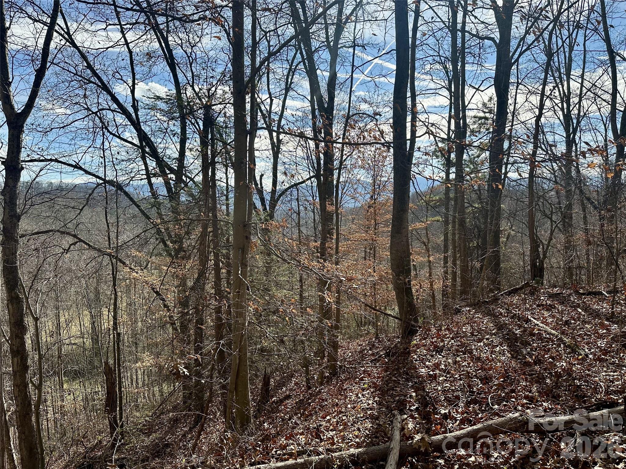 0 Queen Cove Road Waynesville, NC 28785 - Photo 16 of 17 a view of a forest filled with trees