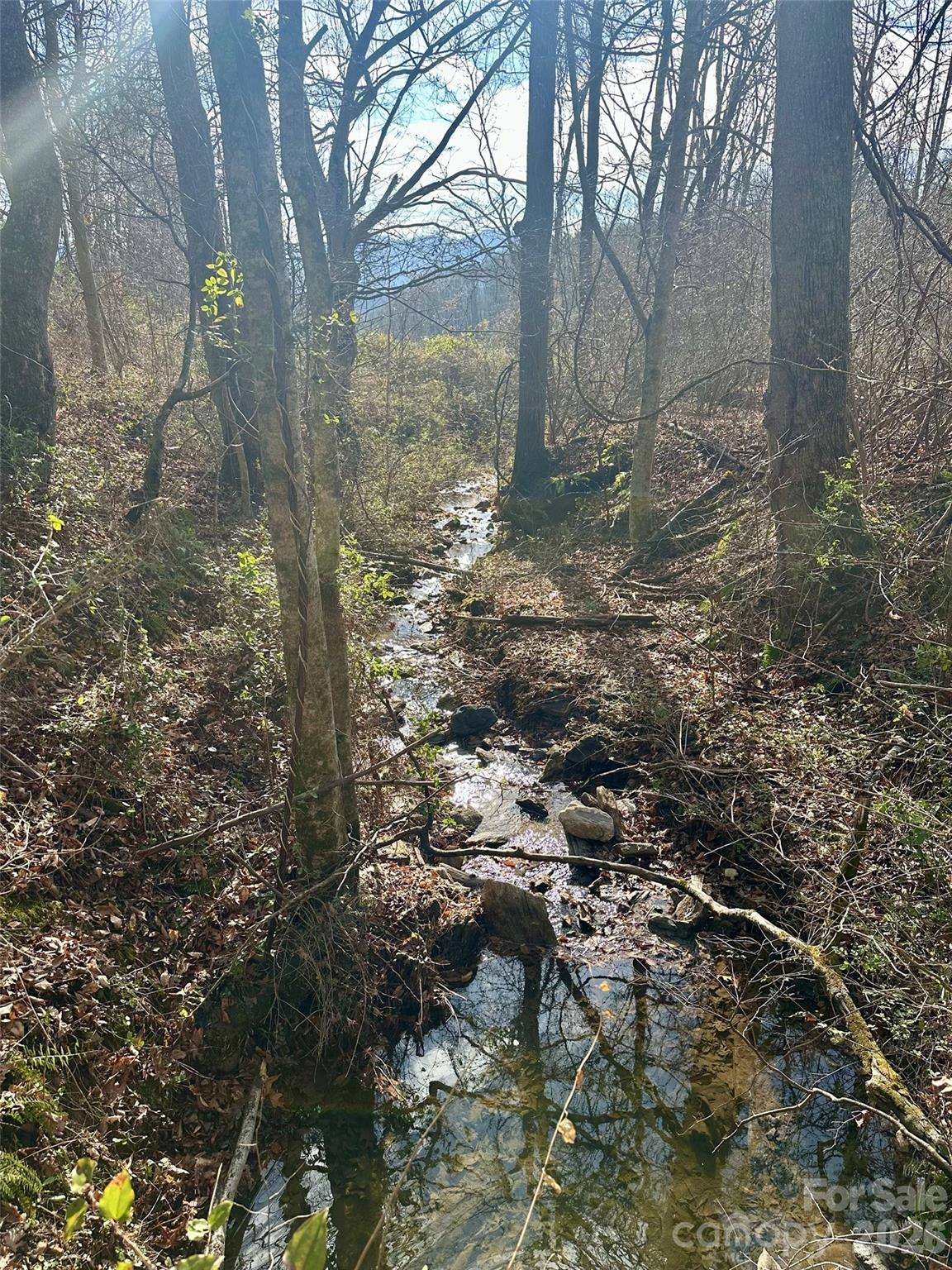 0 Queen Cove Road Waynesville, NC 28785 - Photo 5 of 17 a view of a forest that has large trees