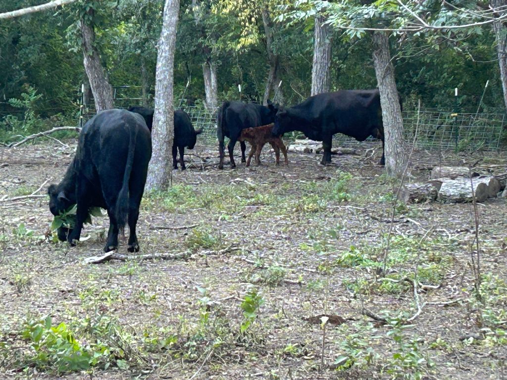 1660 South FM 1660 Taylor, TX 76574 - Photo 22 of 25 a backyard of a house with table and chairs