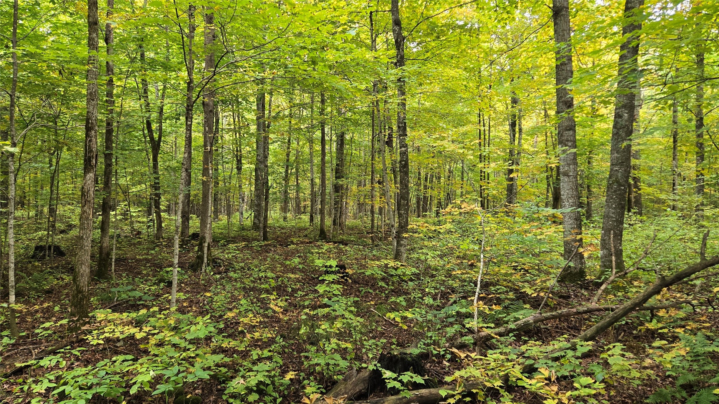 Lot 6 Deer Lake Road Exeland, WI 54835 - Photo 17 of 25 Gallery Image 17