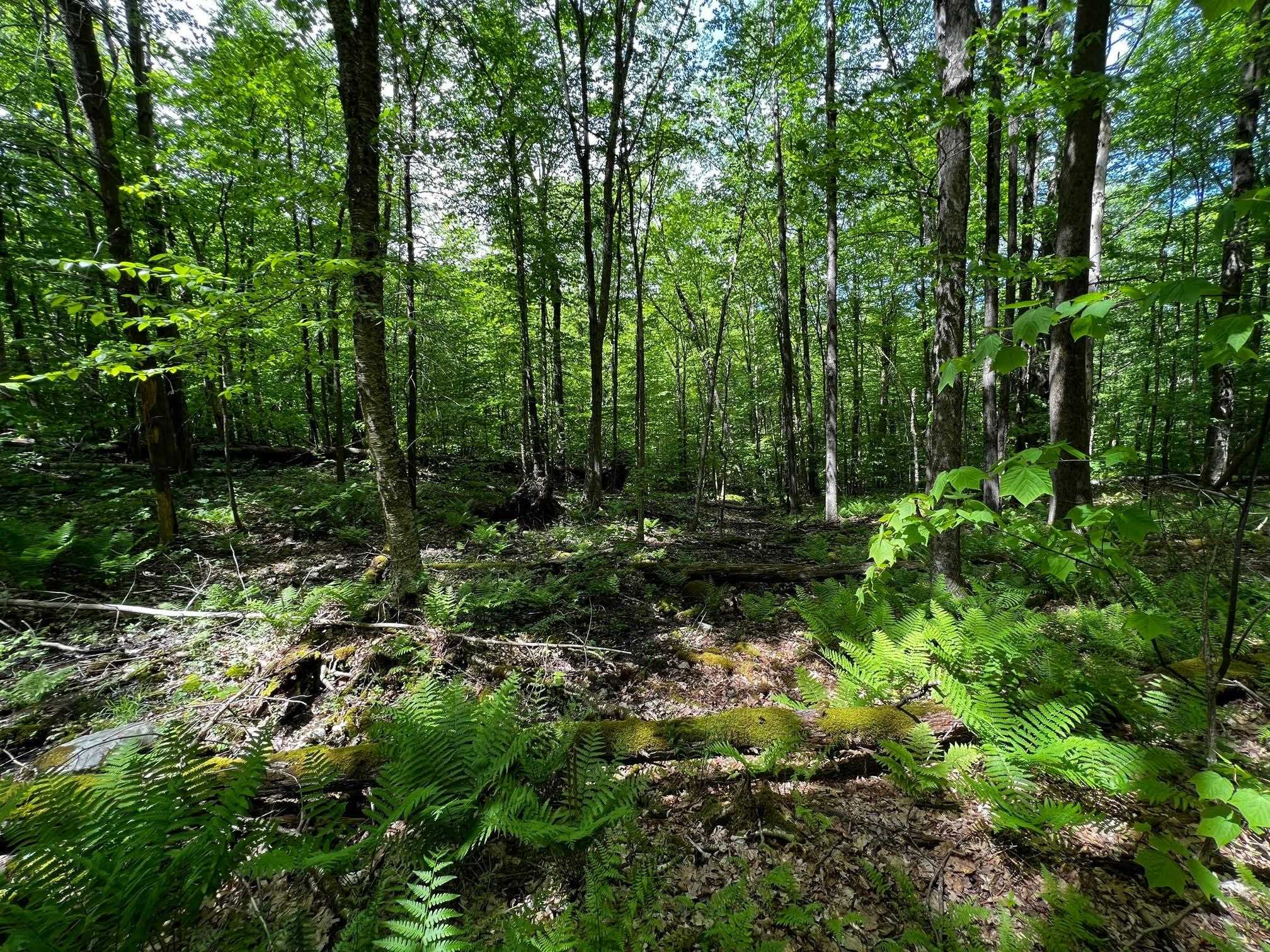 150 Mc Garron Road Middletown Springs, VT 05757 - Photo 3 of 8