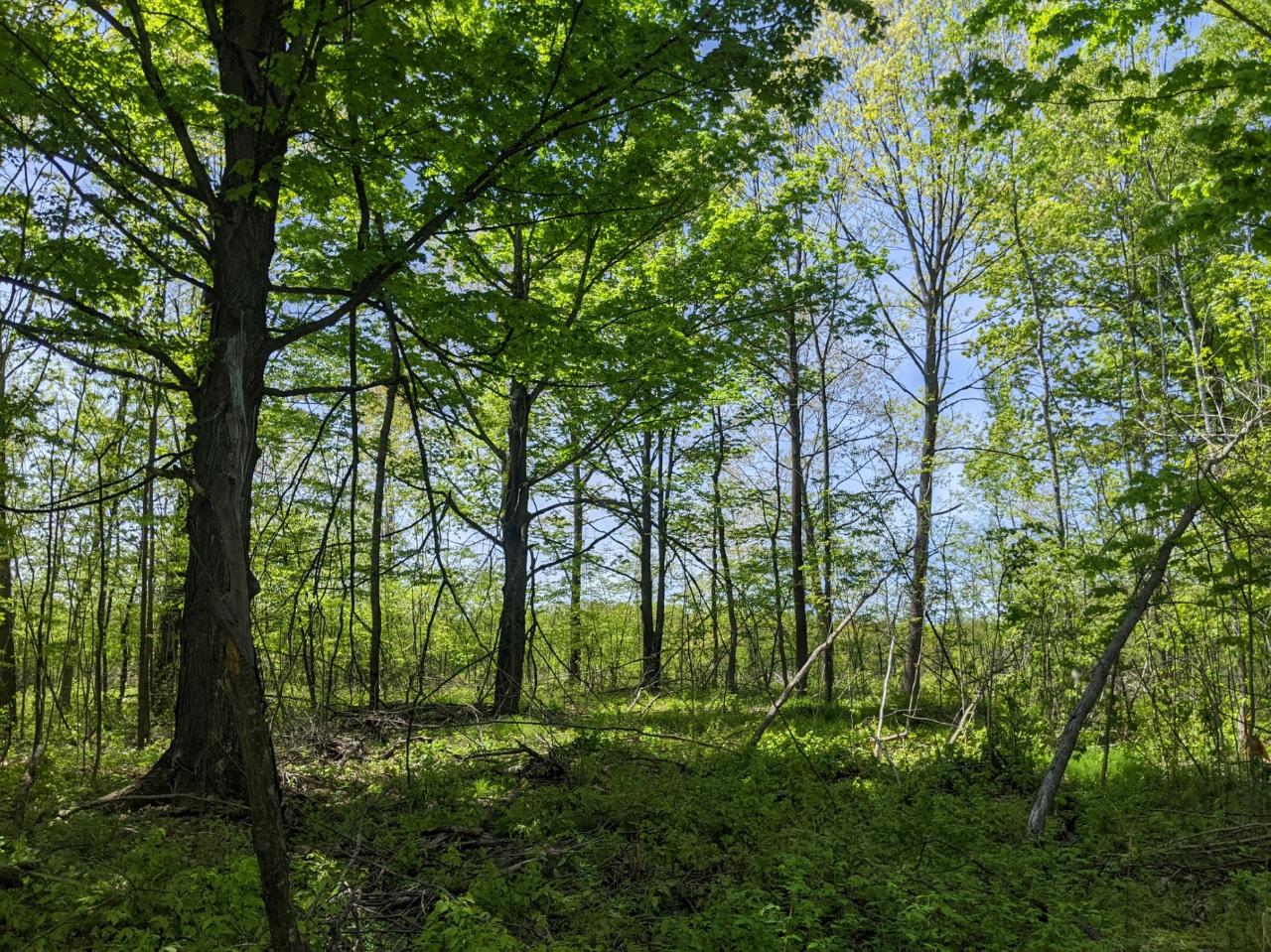 W3068 Wilson Road Glen Flora, WI 54526 - Photo 16 of 61 Gallery Image 16