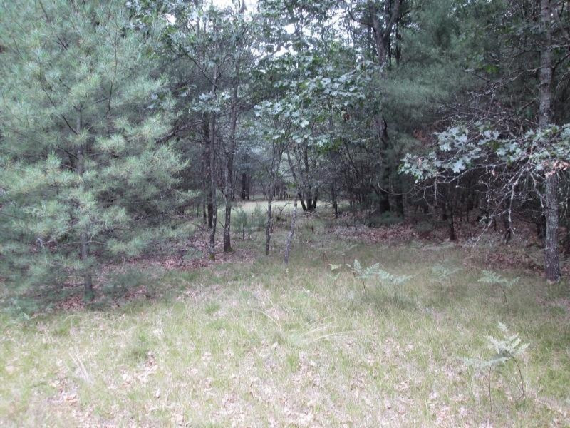 0 Dalson Road Holton, MI 49425 - Photo 16 of 24 IMG_0229 (800x600)
