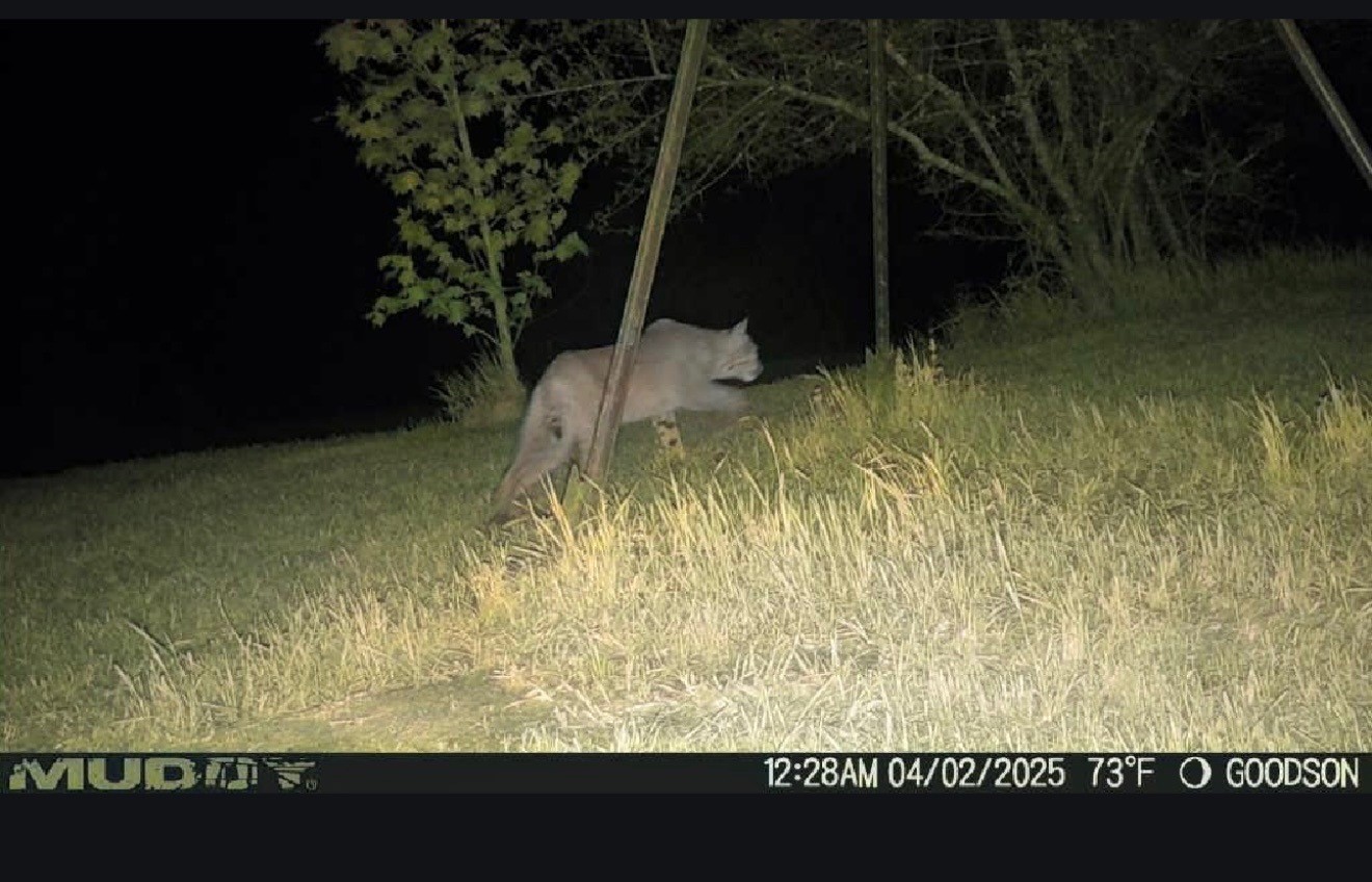 31964 Herman Nerren Road Huntington, TX 75949 - Photo 4 of 8