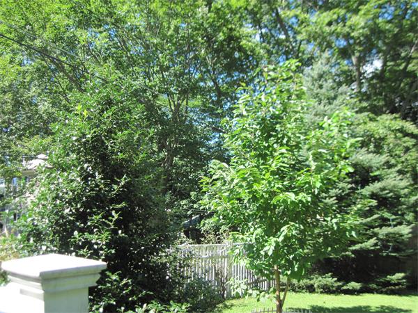 46 Butler Avenue Maynard, MA 01754 - Photo 19 of 20 Gallery Image 19