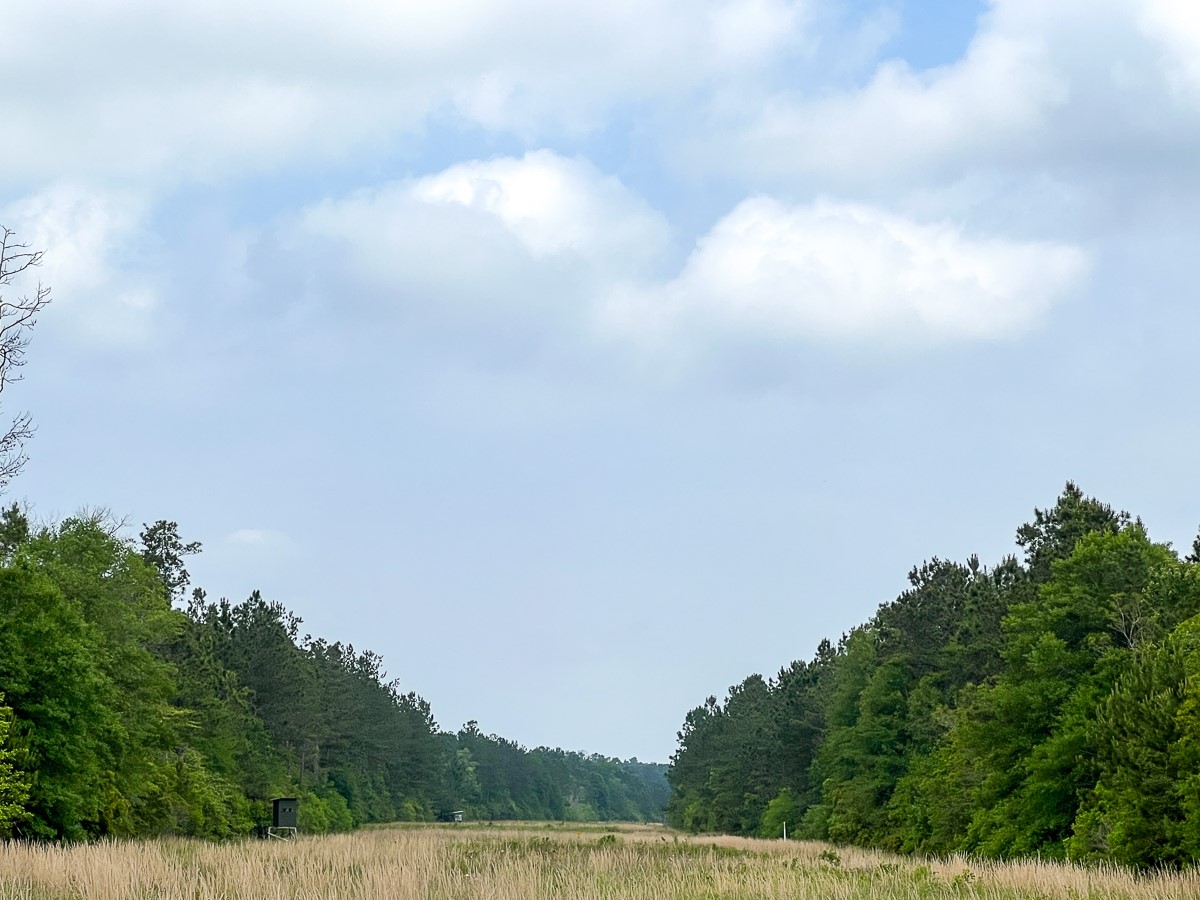 0 Cravens Camp Road Silsbee, TX 77656 - Photo 3 of 6
