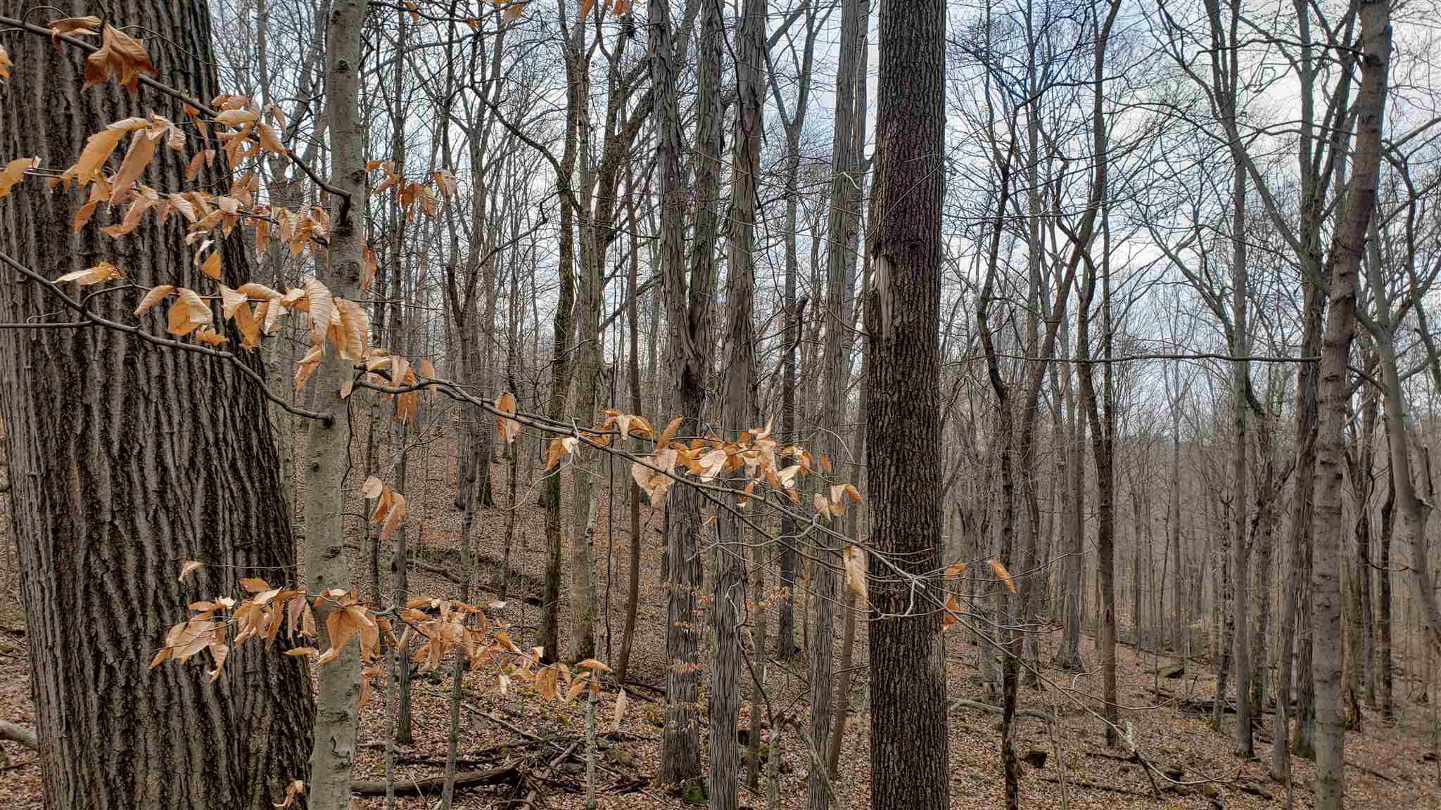 35.4-acres Ridge Road Shoals, IN 47581 - Photo 2 of 19