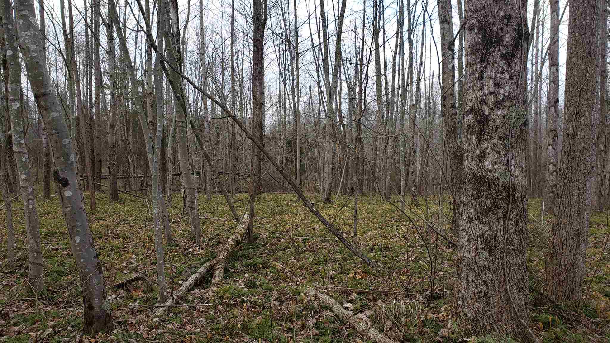35.4-acres Ridge Road Shoals, IN 47581 - Photo 12 of 19