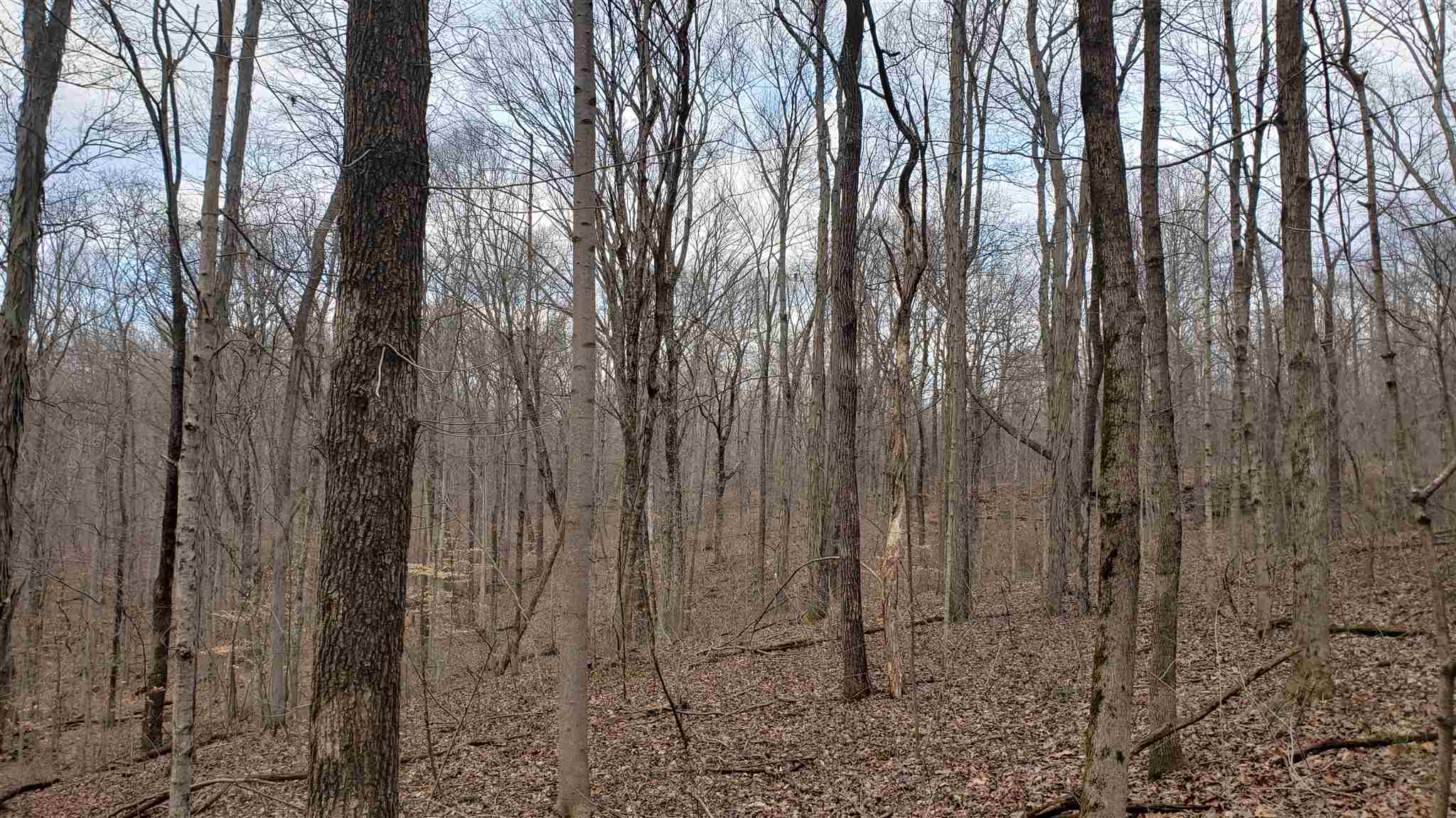 35.4-acres Ridge Road Shoals, IN 47581 - Photo 13 of 19