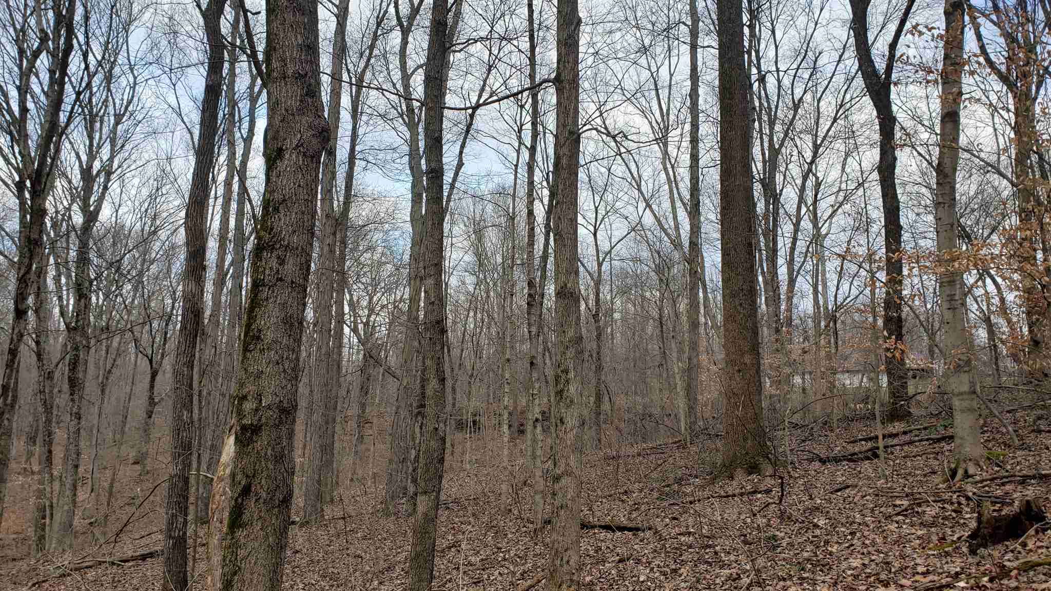 35.4-acres Ridge Road Shoals, IN 47581 - Photo 15 of 19