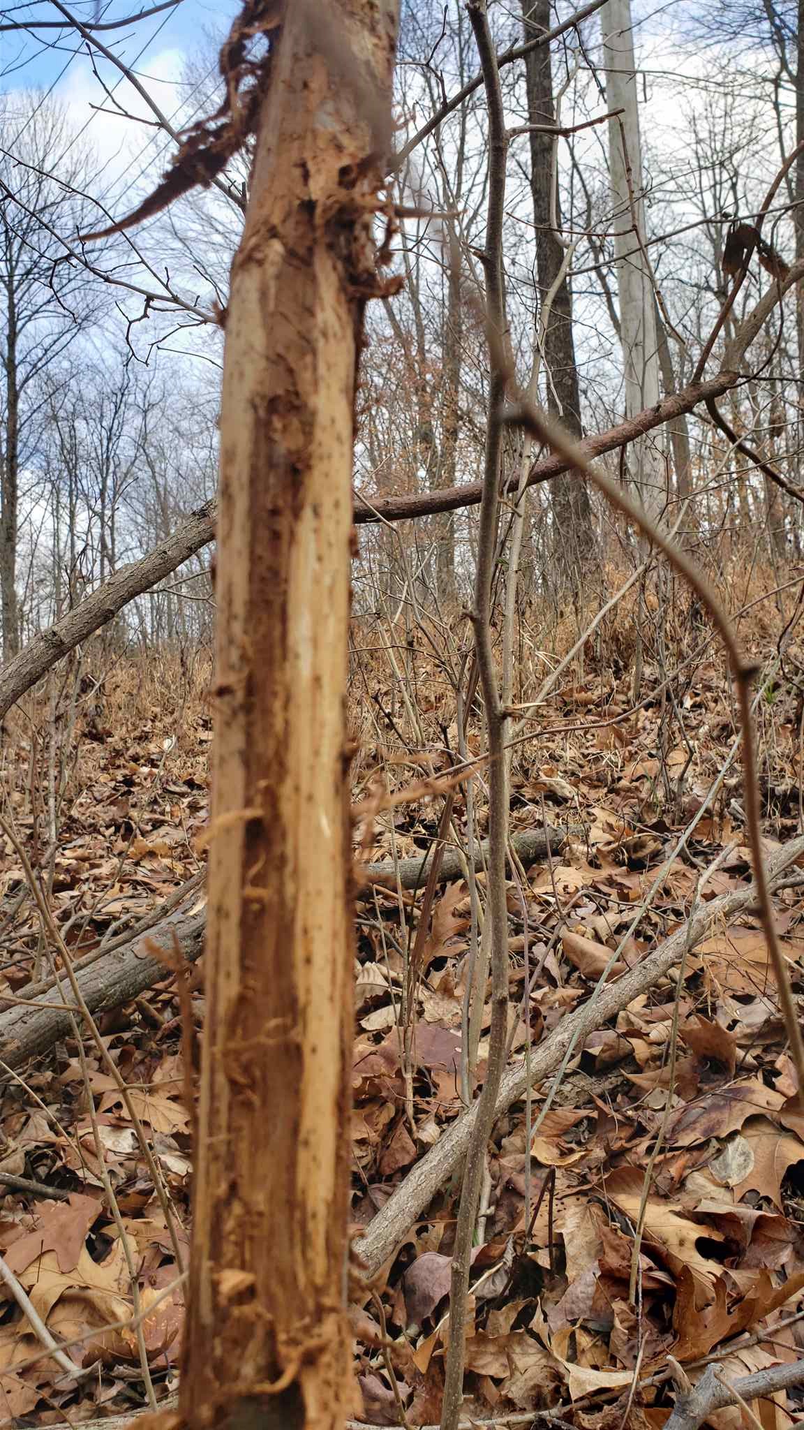 35.4-acres Ridge Road Shoals, IN 47581 - Photo 17 of 19