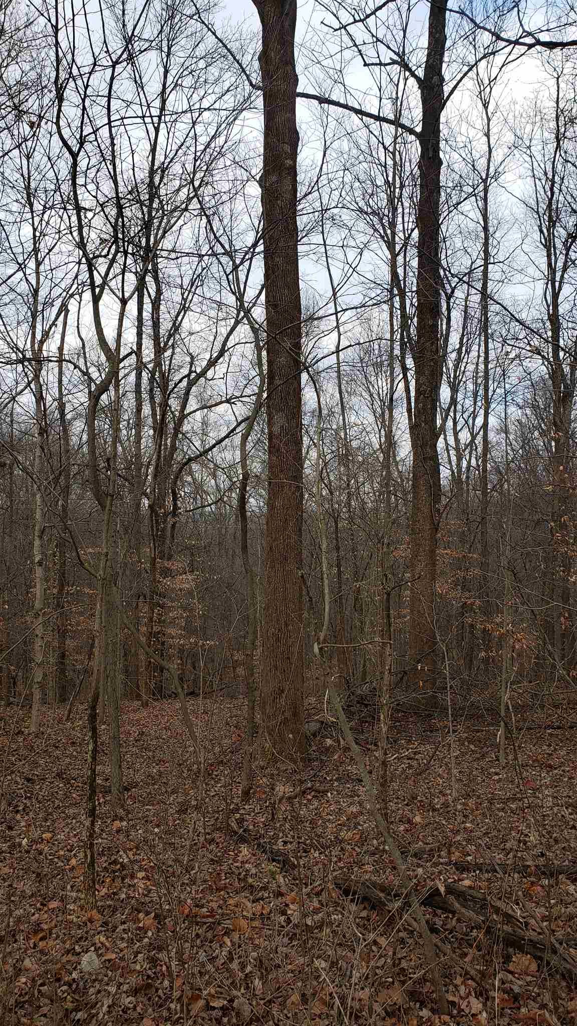 35.4-acres Ridge Road Shoals, IN 47581 - Photo 3 of 19