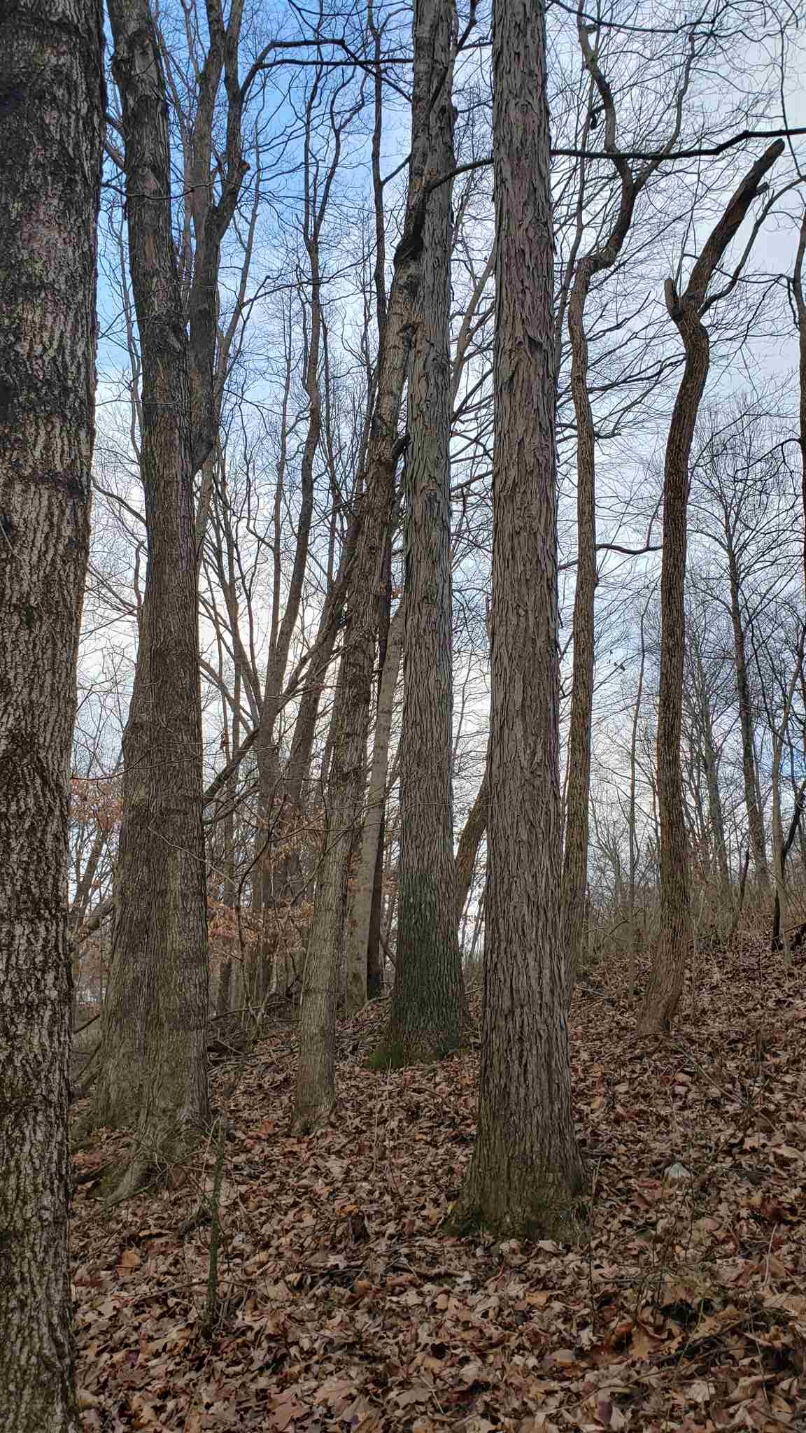 35.4-acres Ridge Road Shoals, IN 47581 - Photo 6 of 19