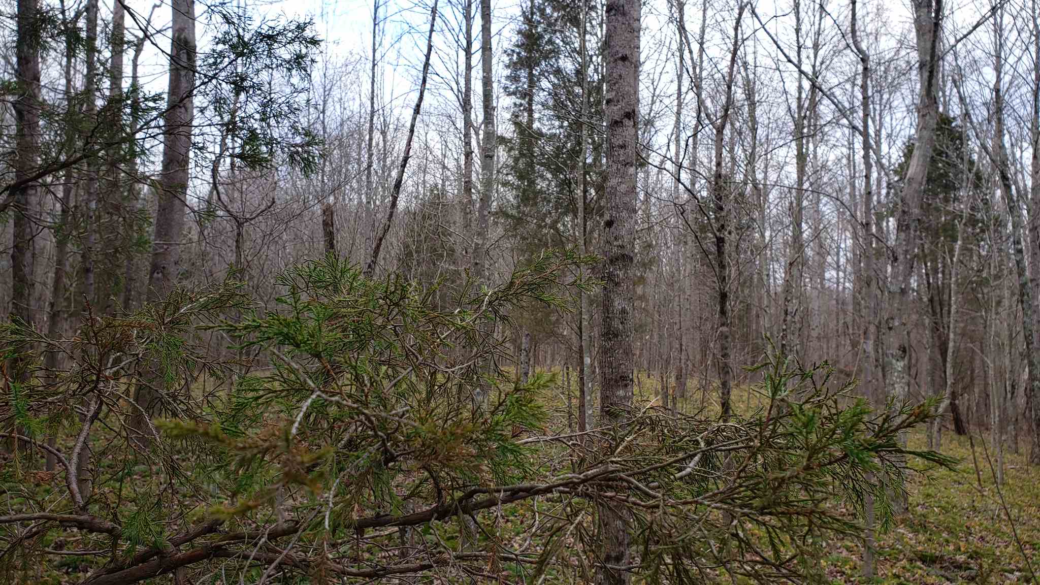 35.4-acres Ridge Road Shoals, IN 47581 - Photo 10 of 19