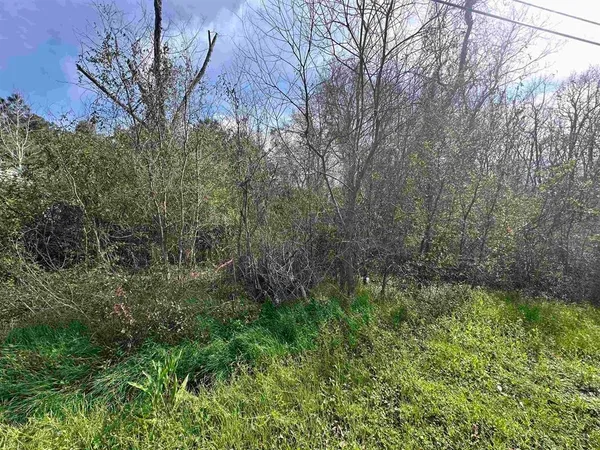 a view of forest