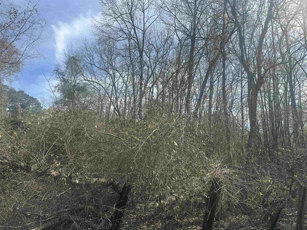 1270 Operators Lane Vidor, TX 77662 - Photo 4 of 9 a view of forest