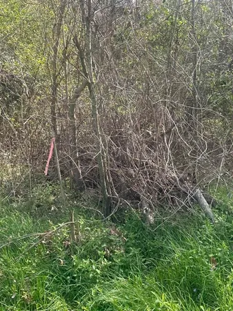 a view of a forest with trees in the background
