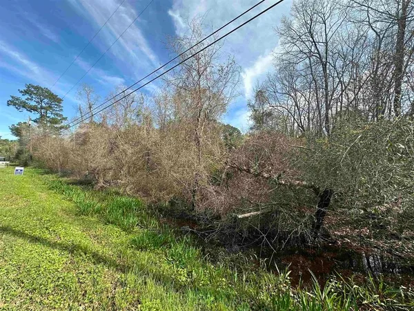 a picture of trees