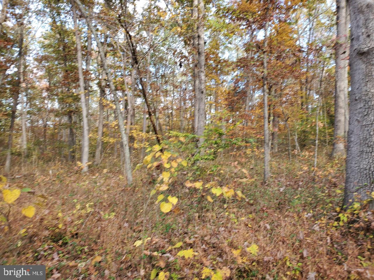 Parcel B Leeds Manor Road Warrenton, VA 20186 - Photo 7 of 9 mostly wooded lot