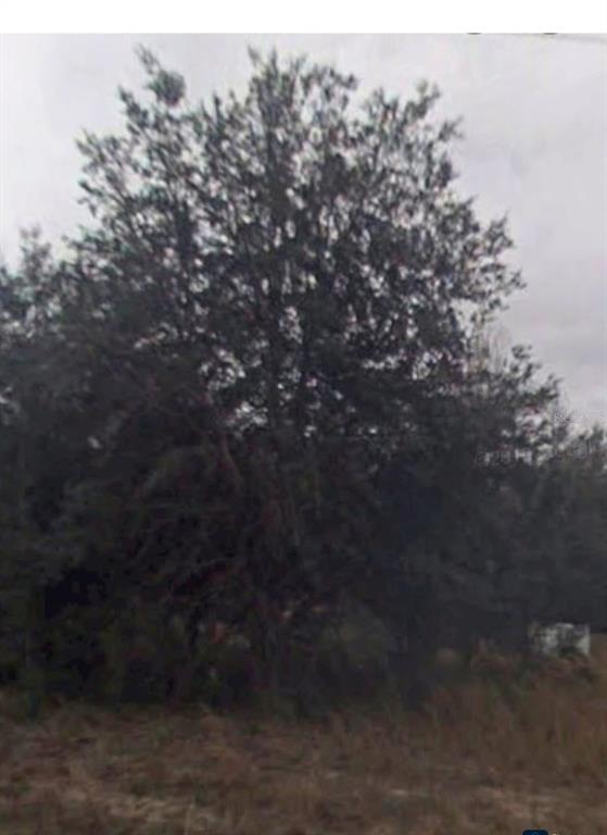 2109 Byron Street Inverness, FL 34453 - Photo 6 of 8 a view of a forest