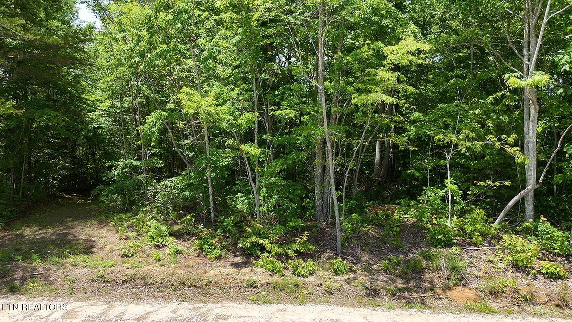 0 Sheep Ranch Road Robbins, TN 37852 - Photo 12 of 29 8srd