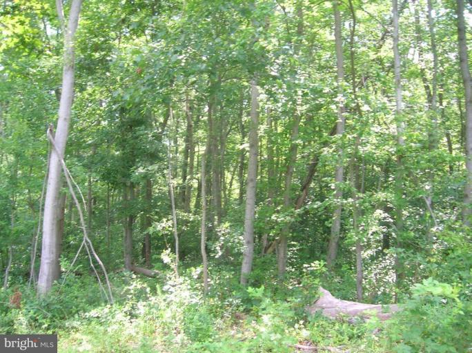 1738 Eden Mill Road Pylesville, MD 21132 - Photo 3 of 5 Wooded View / Acreage