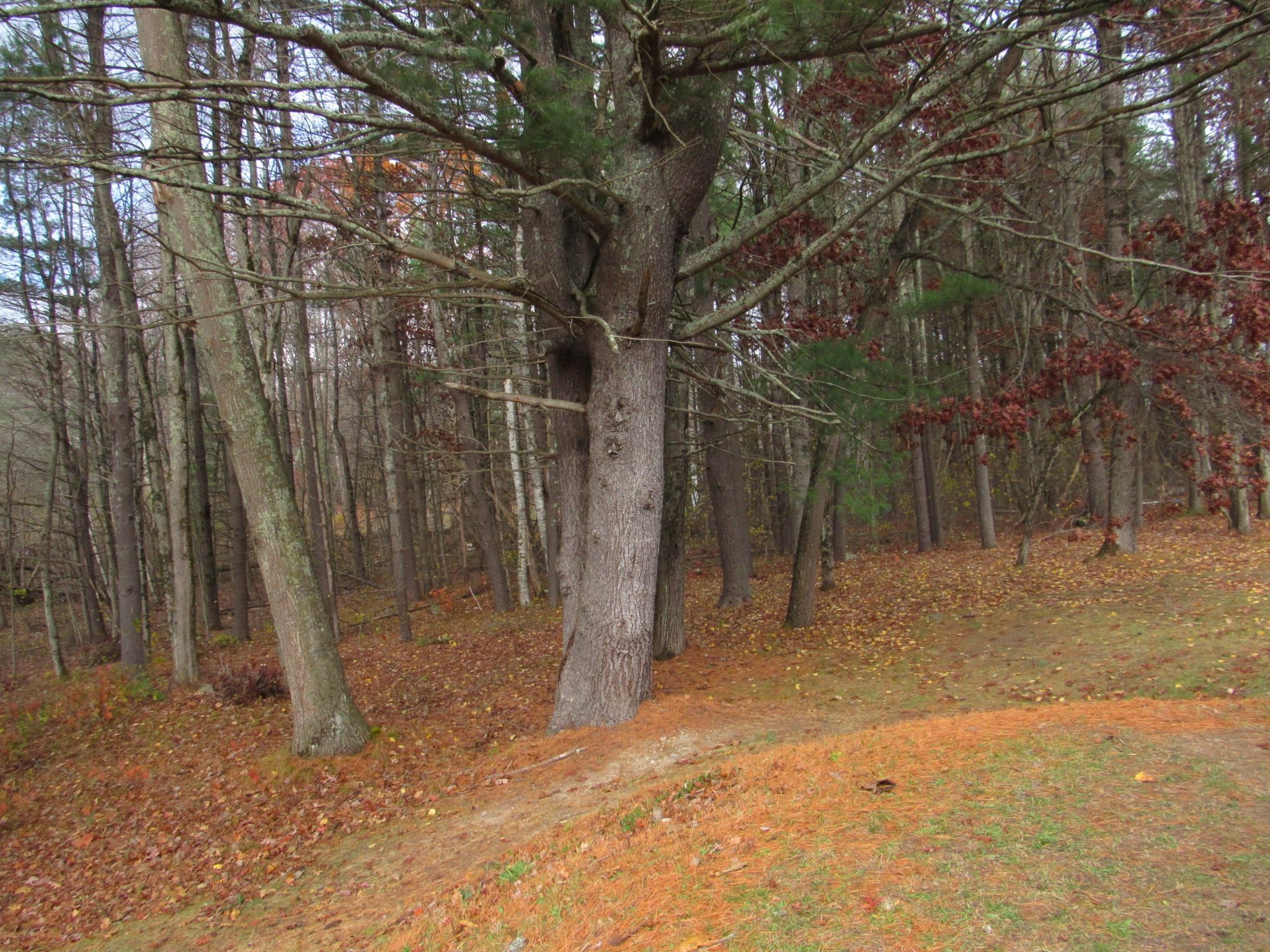 3 Sycamore Avenue Salem, NH 03079 - Photo 36 of 37