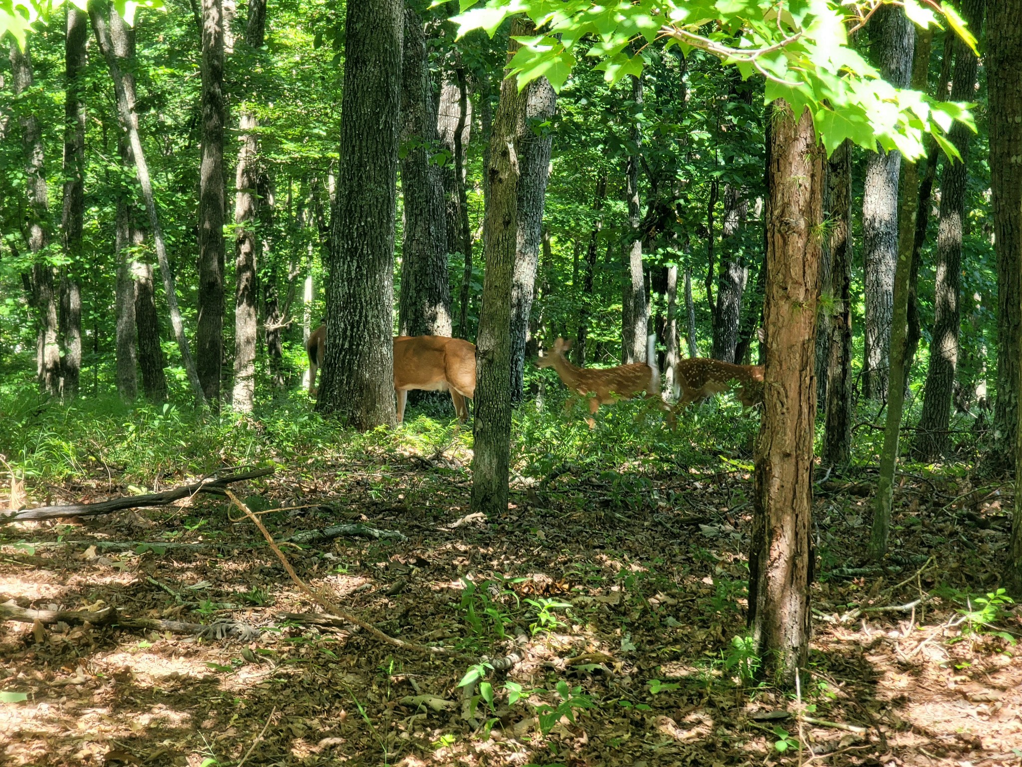 23 Harley Circle Crossville, TN 38558 - Photo 15 of 16