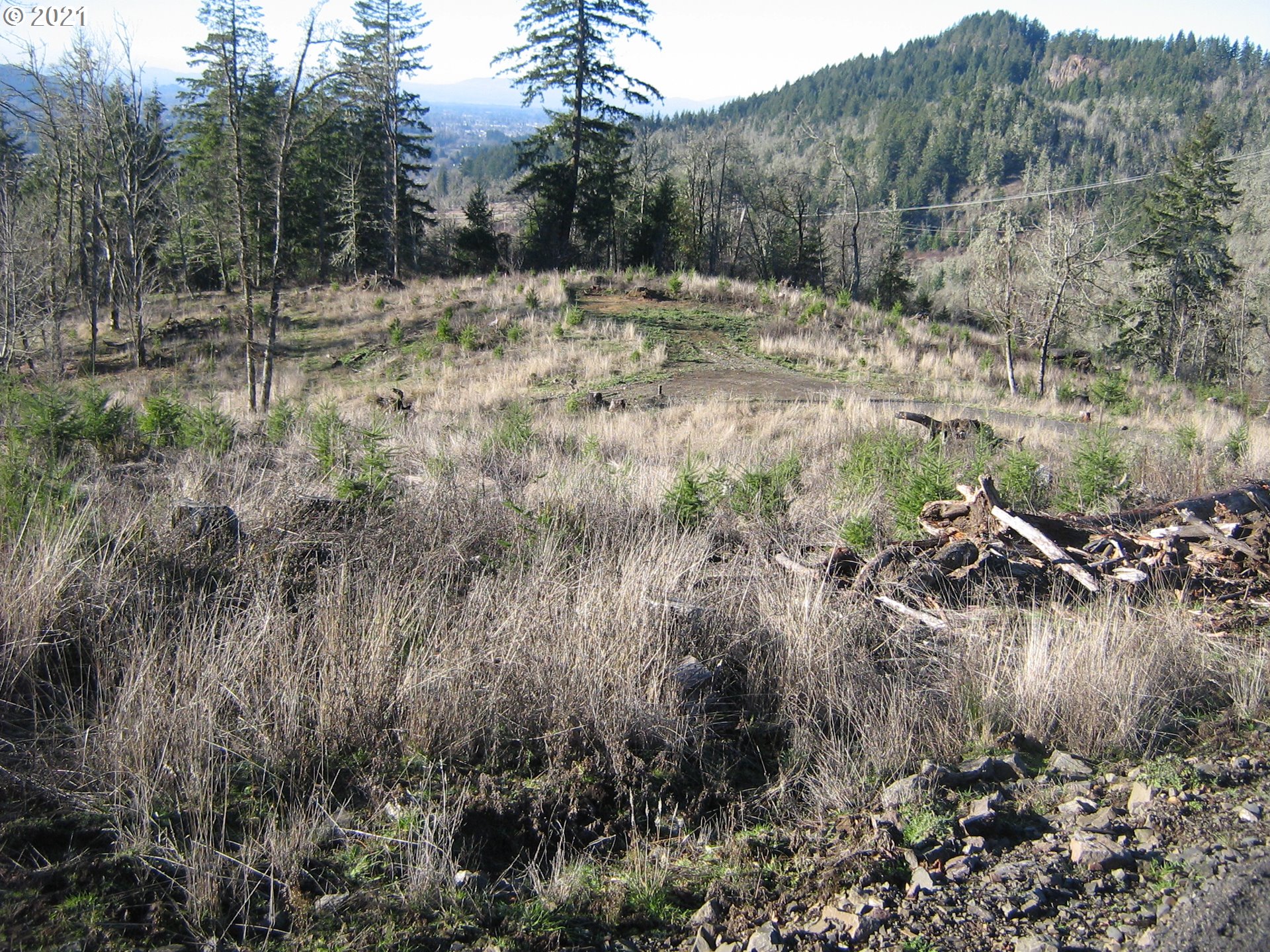 3 R R R.R. Baker Road Springfield, OR 97478 - Photo 1 of 23 a view of a lush green forest with lots of trees