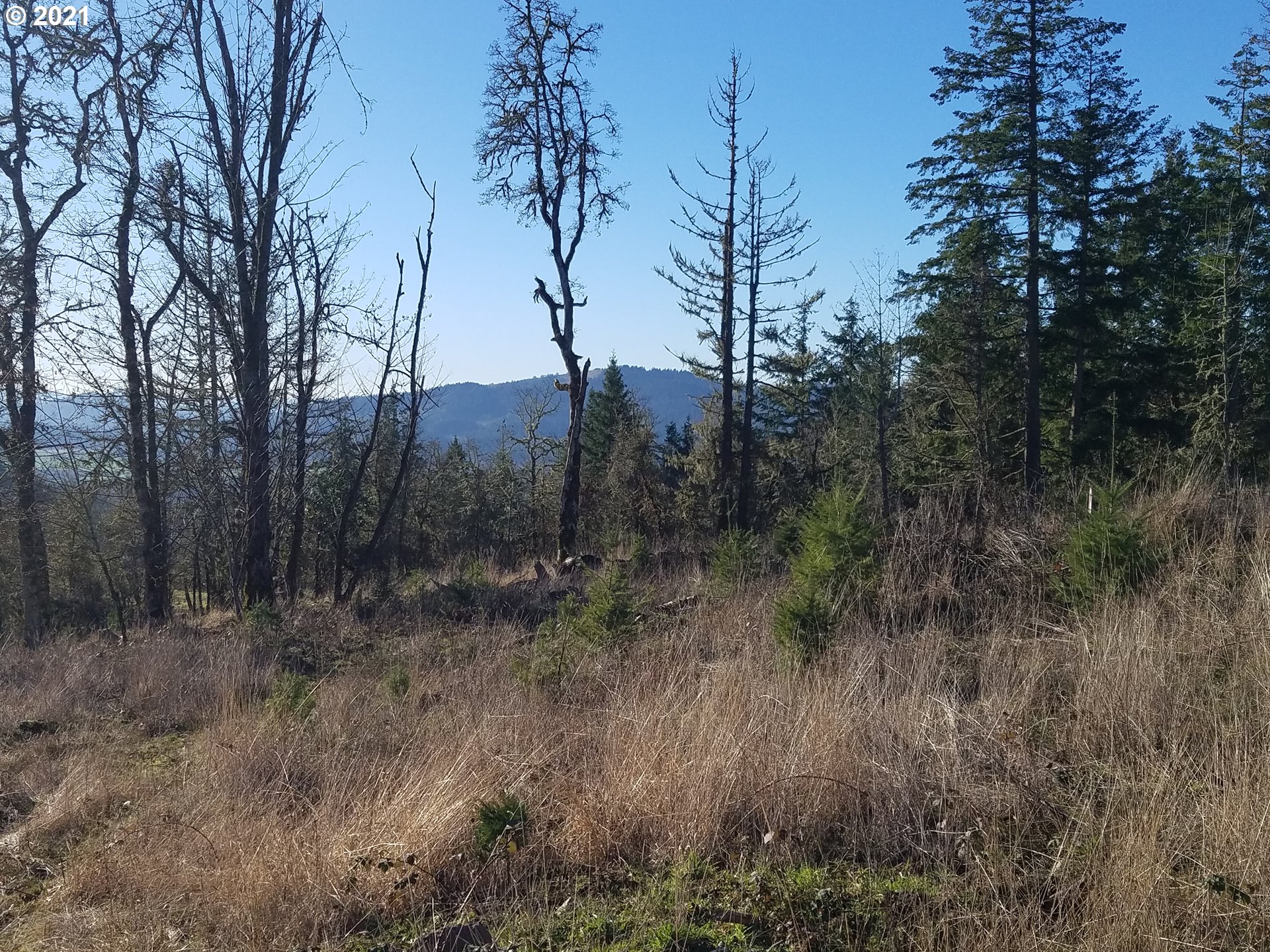 3 R R R.R. Baker Road Springfield, OR 97478 - Photo 11 of 23 a view of a forest with trees in the background