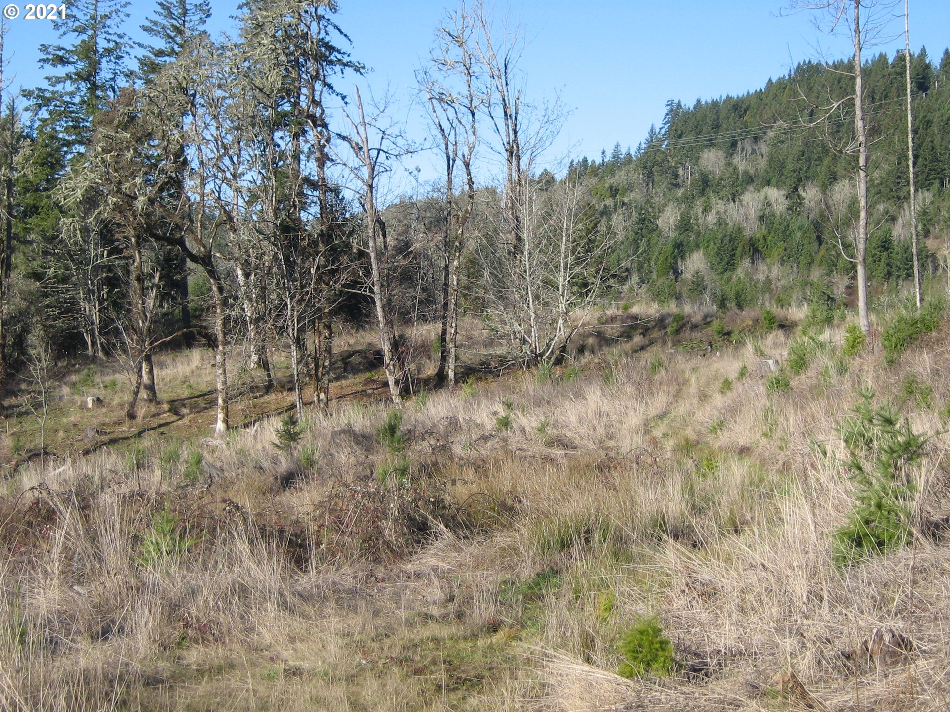 3 R R R.R. Baker Road Springfield, OR 97478 - Photo 14 of 23 a view of a dry yard with trees