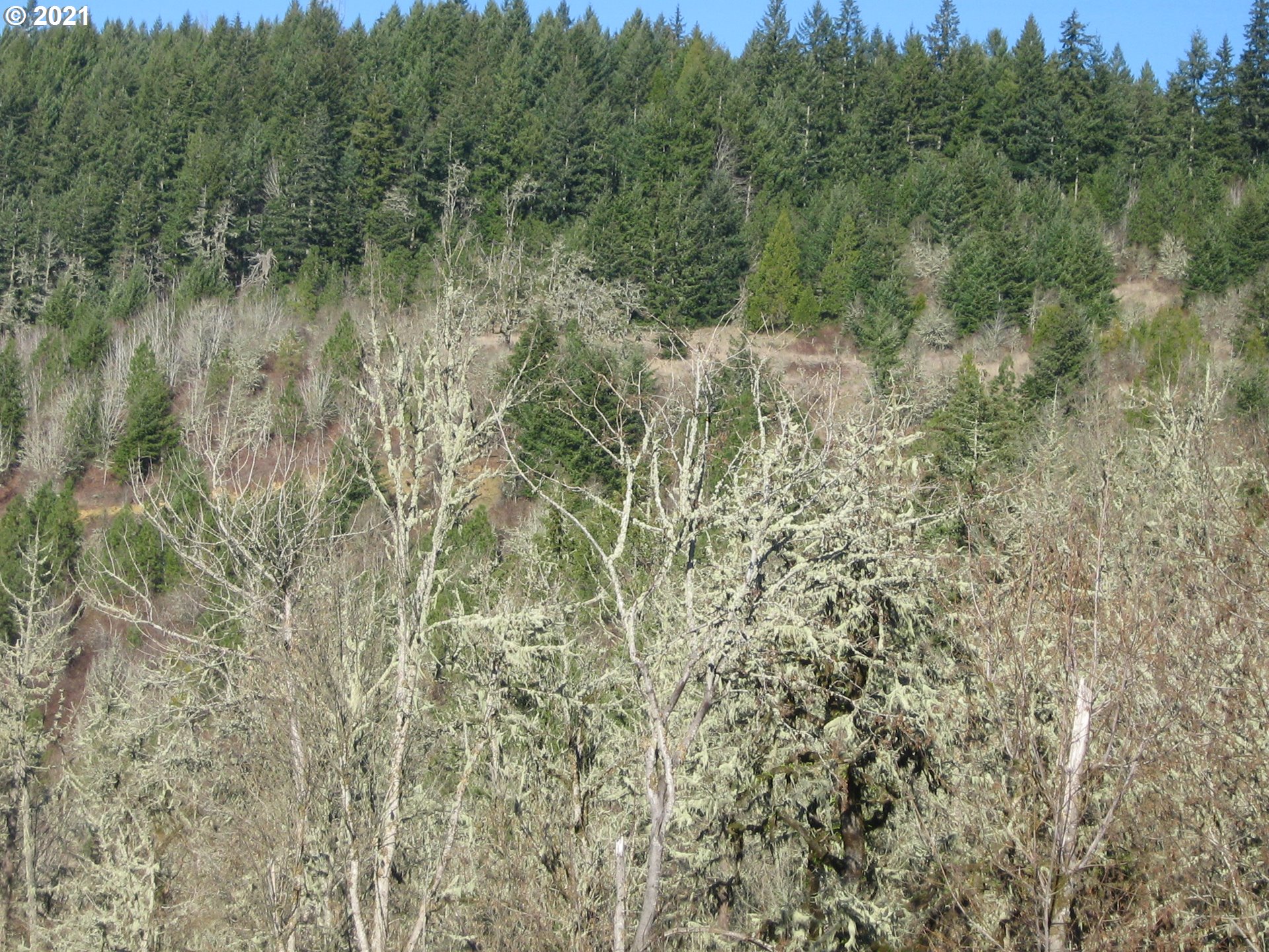 3 R R R.R. Baker Road Springfield, OR 97478 - Photo 17 of 23 a view of a forest with a tree in the background