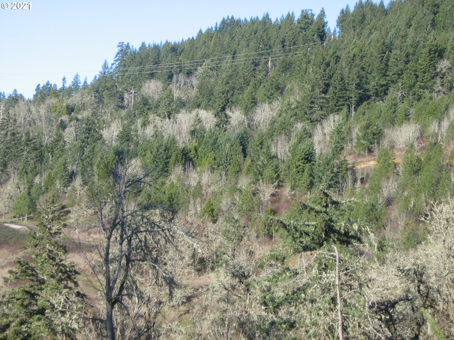 3 R R R.R. Baker Road Springfield, OR 97478 - Photo 18 of 23 a view of a forest with lush green forest