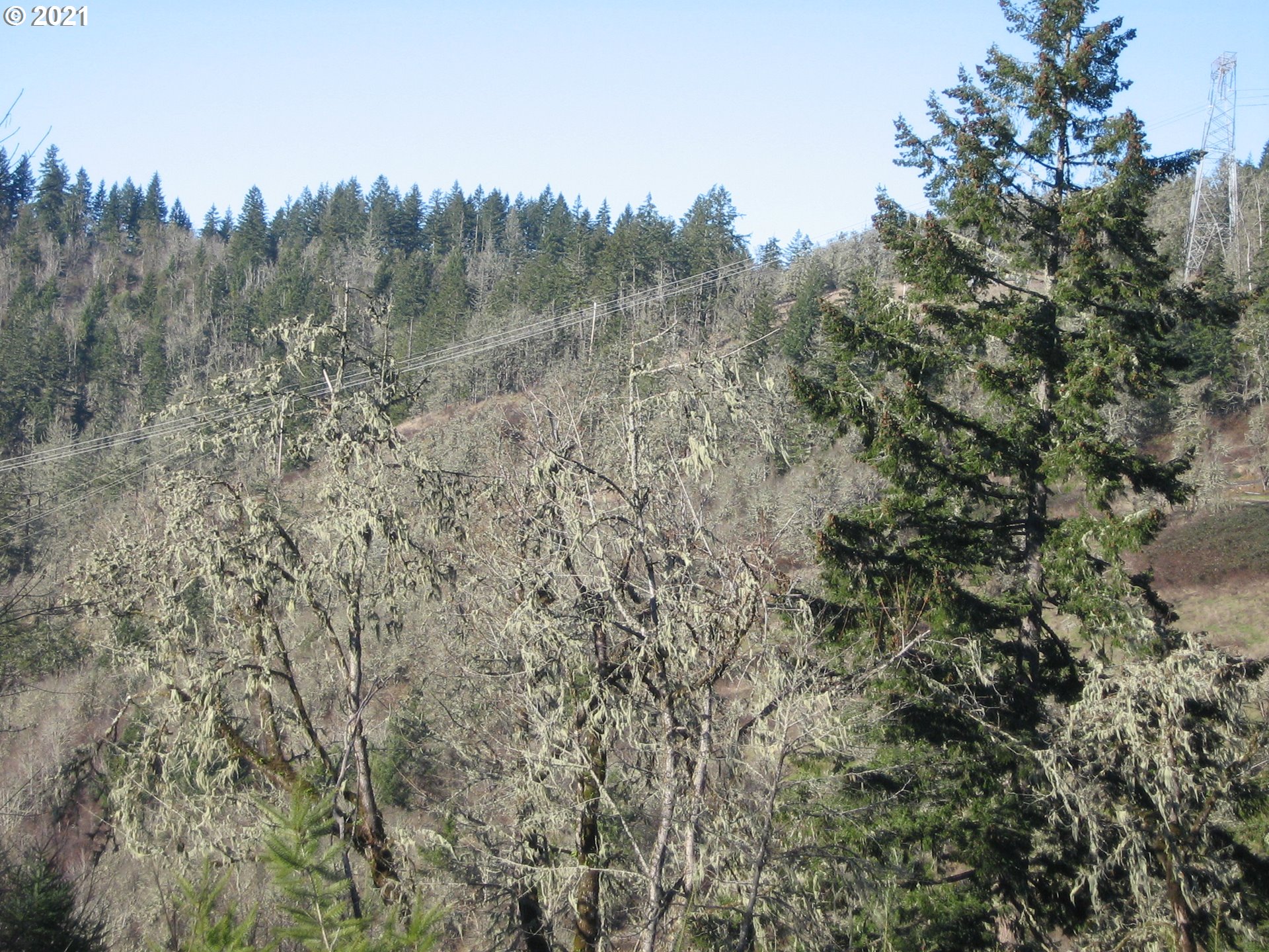 3 R R R.R. Baker Road Springfield, OR 97478 - Photo 19 of 23 a view of a forest with a forest