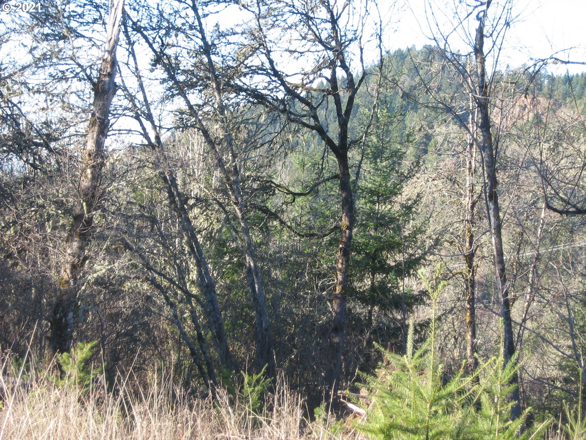 3 R R R.R. Baker Road Springfield, OR 97478 - Photo 20 of 23 a view of forest