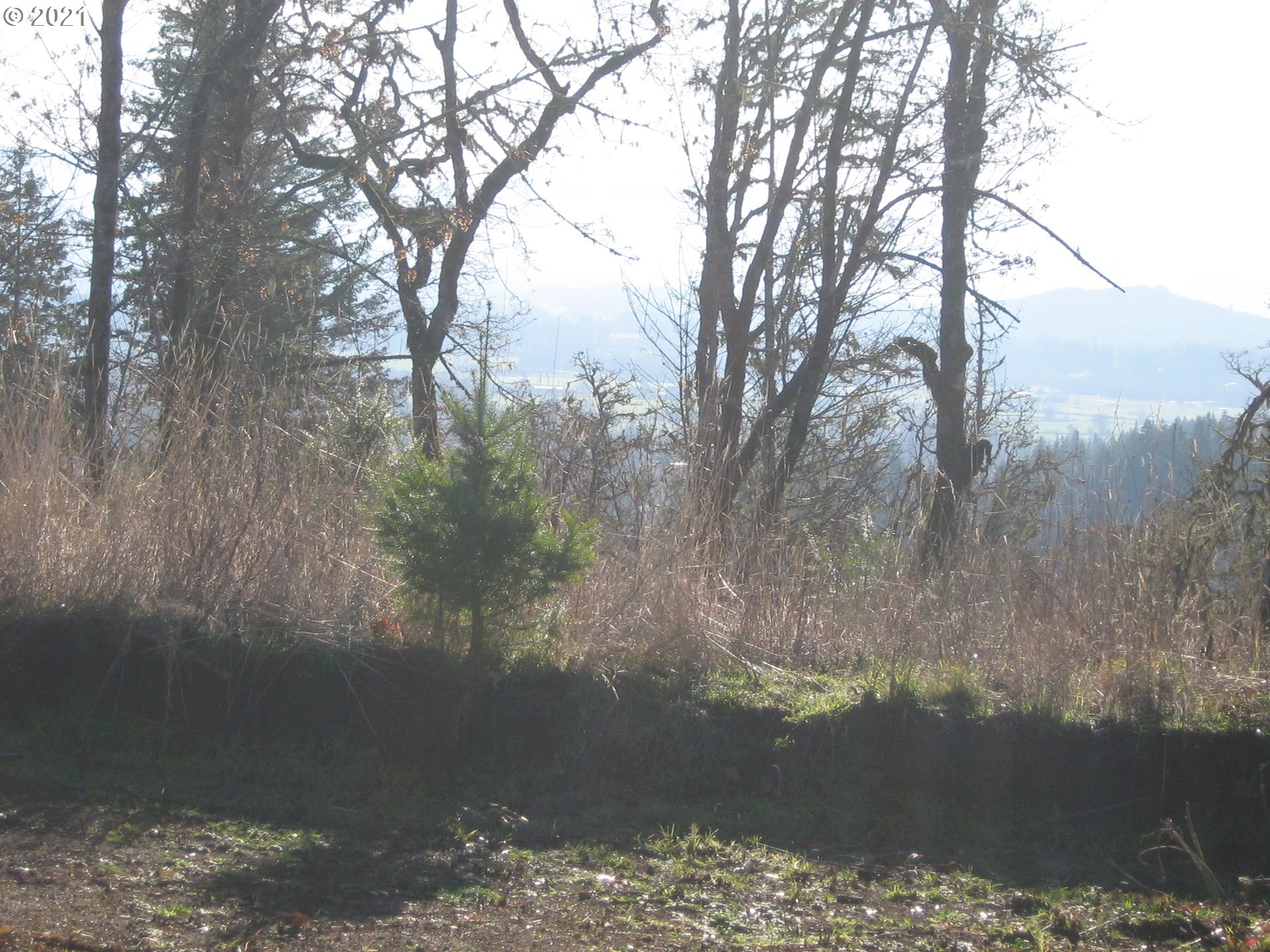 3 R R R.R. Baker Road Springfield, OR 97478 - Photo 21 of 23