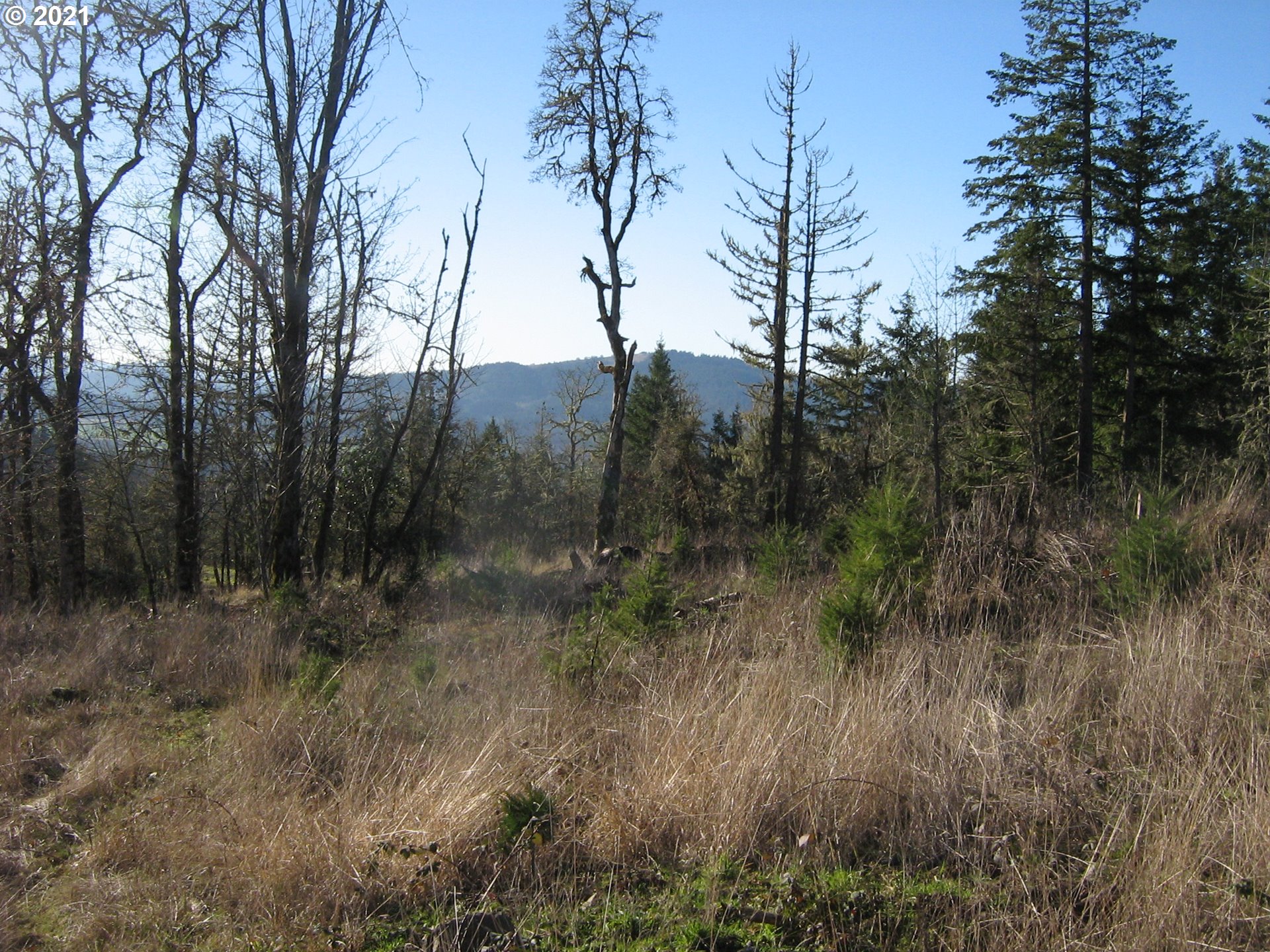 3 R R R.R. Baker Road Springfield, OR 97478 - Photo 23 of 23 a view of a forest with trees in the background