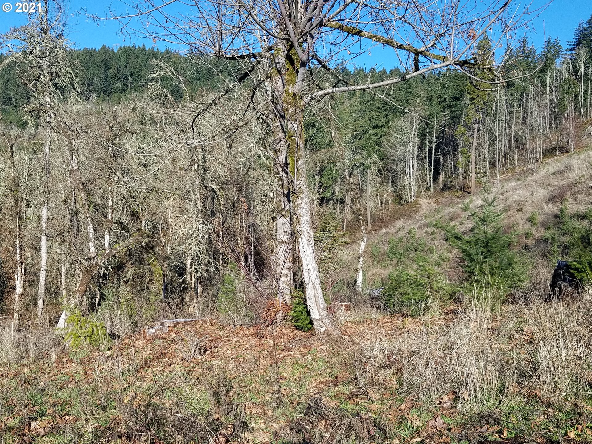 3 R R R.R. Baker Road Springfield, OR 97478 - Photo 3 of 23 a view of a forest with large trees