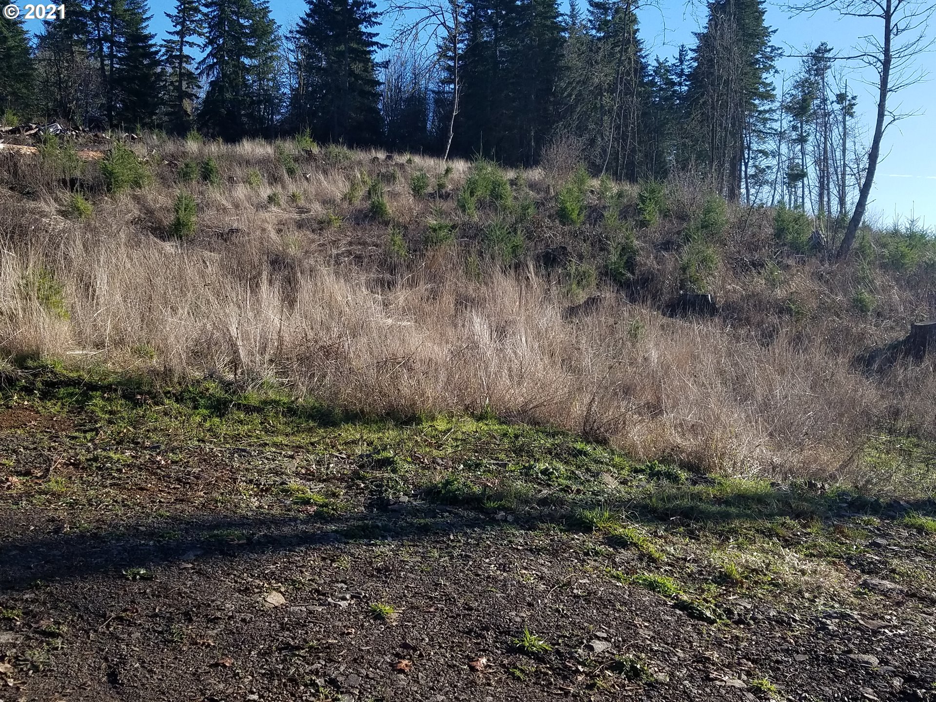 3 R R R.R. Baker Road Springfield, OR 97478 - Photo 5 of 23 a view of a yard