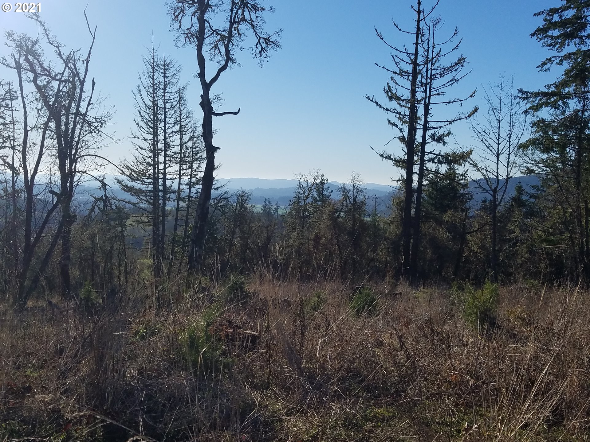 3 R R R.R. Baker Road Springfield, OR 97478 - Photo 7 of 23 a view of a forest with a tree in back