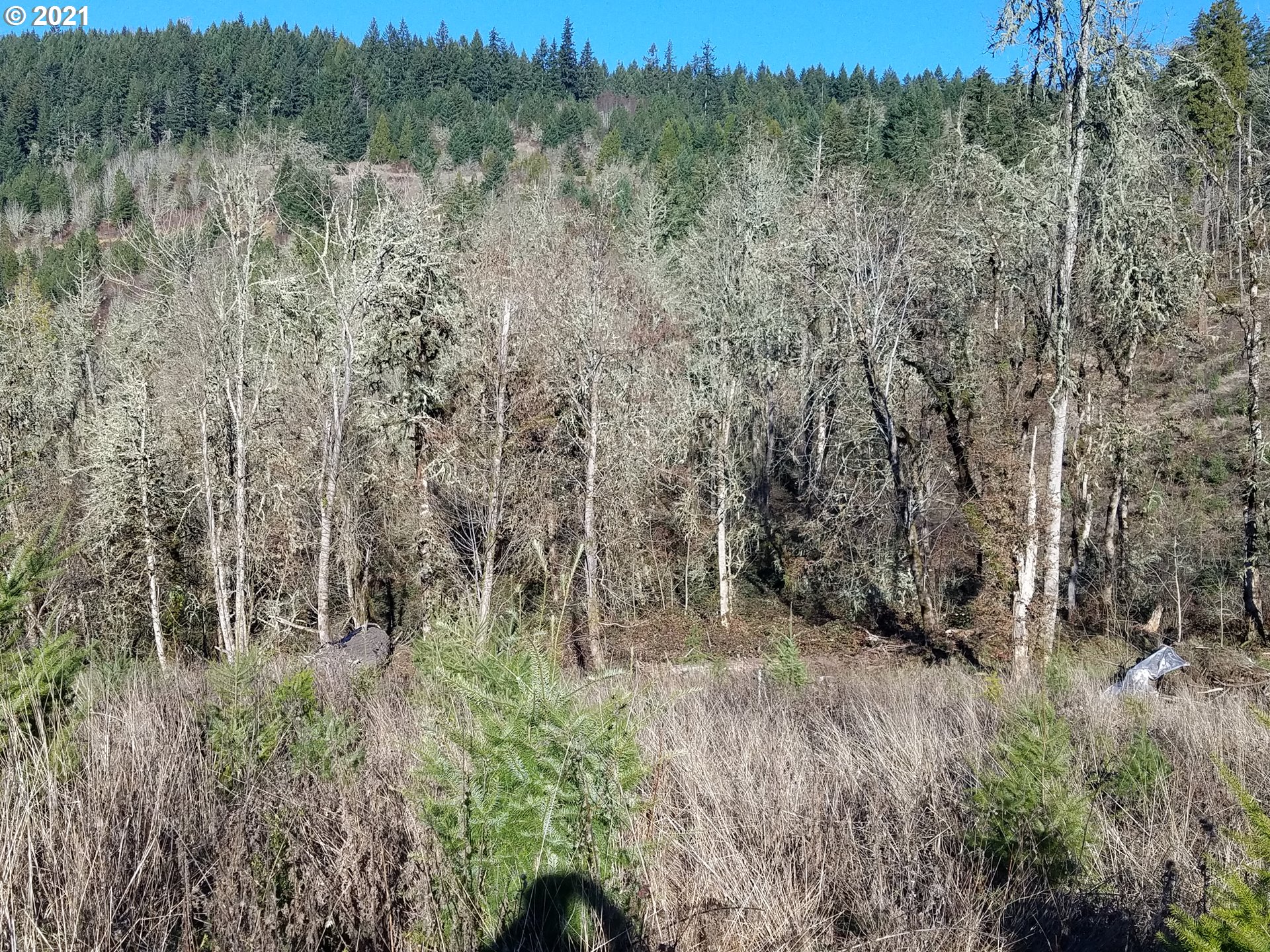 3 R R R.R. Baker Road Springfield, OR 97478 - Photo 9 of 23 a view of a lush green forest with lots of trees