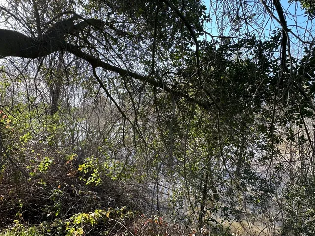 a view of a tree in front of a house