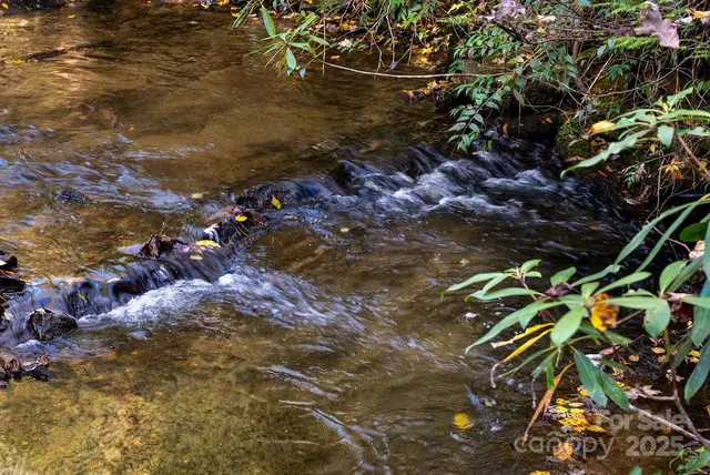 a view of a forest with trees