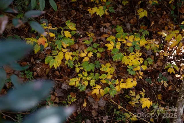 $150,000 | 3761 Frozen Creek Road, Unit 31 32 33, Brevard, NC 28712