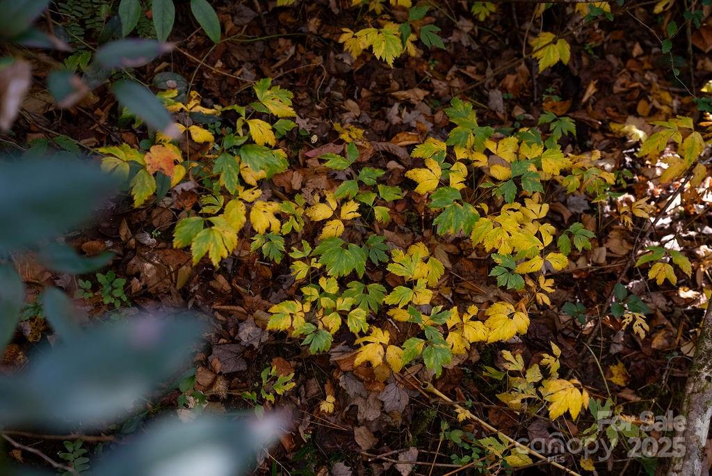 3761 Frozen Creek Road, Unit 31 32 33 Brevard, NC 28712 - Photo 23 of 25